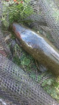雷魚