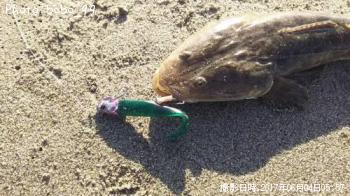 ޥ
