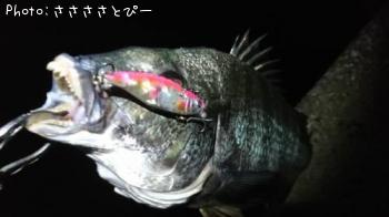 クロダイ