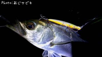 シーバス