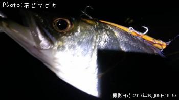 シーバス
