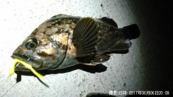 クロソイ
