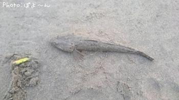 マゴチ