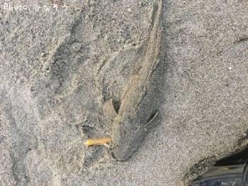 マゴチ
