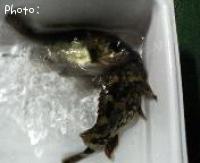 Х롦饫