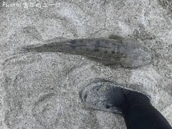 ޥ