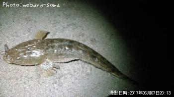 マゴチ