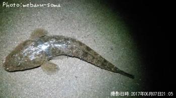 マゴチ