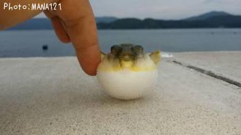 クサフグ