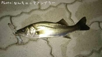 シーバス