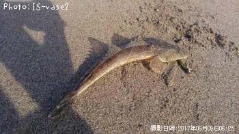マゴチ