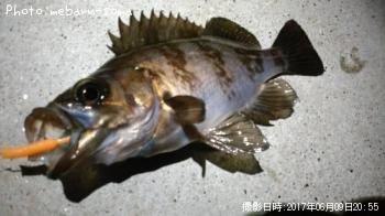 メバル