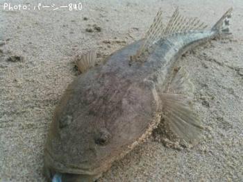 マゴチ