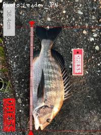 チヌ