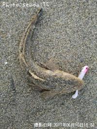 マゴチ