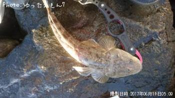 マゴチ
