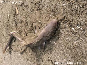 ドチザメ