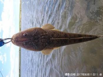 コチ