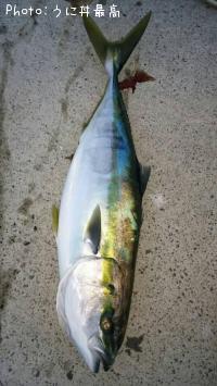 饵