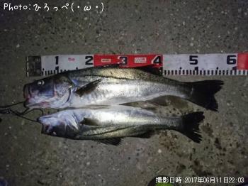 シーバス