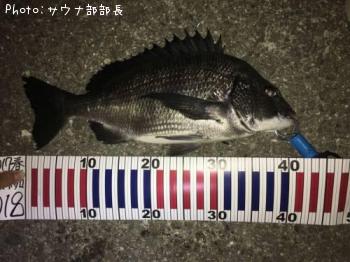 チヌ