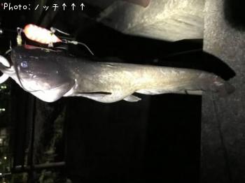 ナマズ