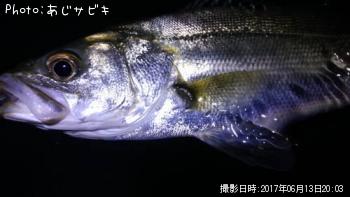 シーバス
