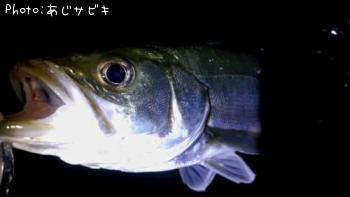 シーバス