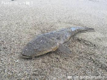 マゴチ