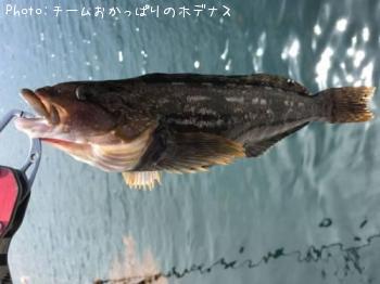 アイナメ