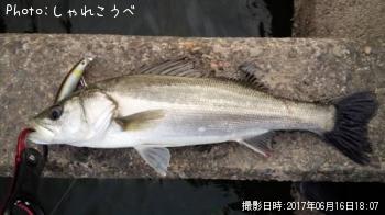 シーバス