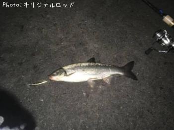 ウグイ