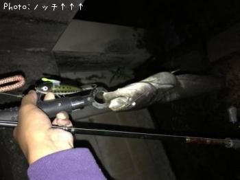 ナマズ