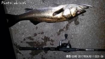 シーバス