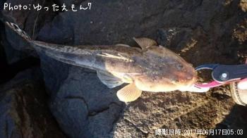 マゴチ