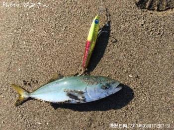 マゴチ
