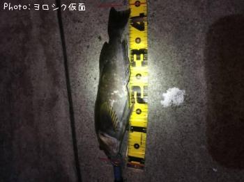 アイナメ