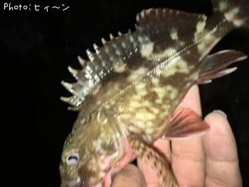カサゴ