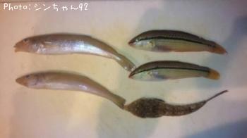 キス、ベラ、ガッチヨ