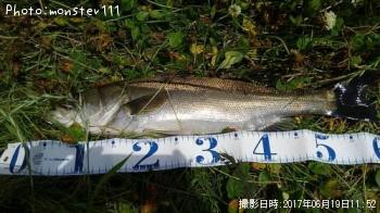 シーバス