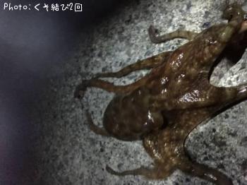 タコ