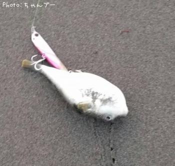 ふぐ