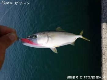 ワカシ