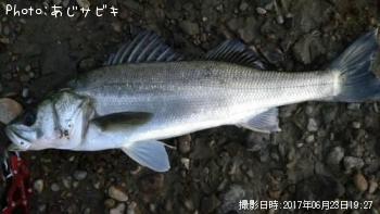 シーバス
