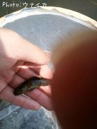 ヨシノボリ