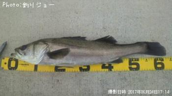 シーバス