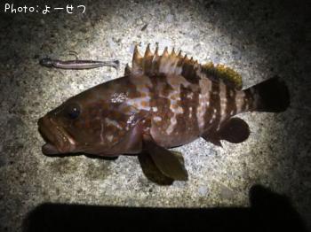 キジハタ