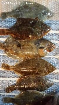 カレイ
