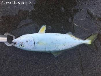 ワカシ