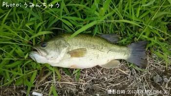 ブラックバス